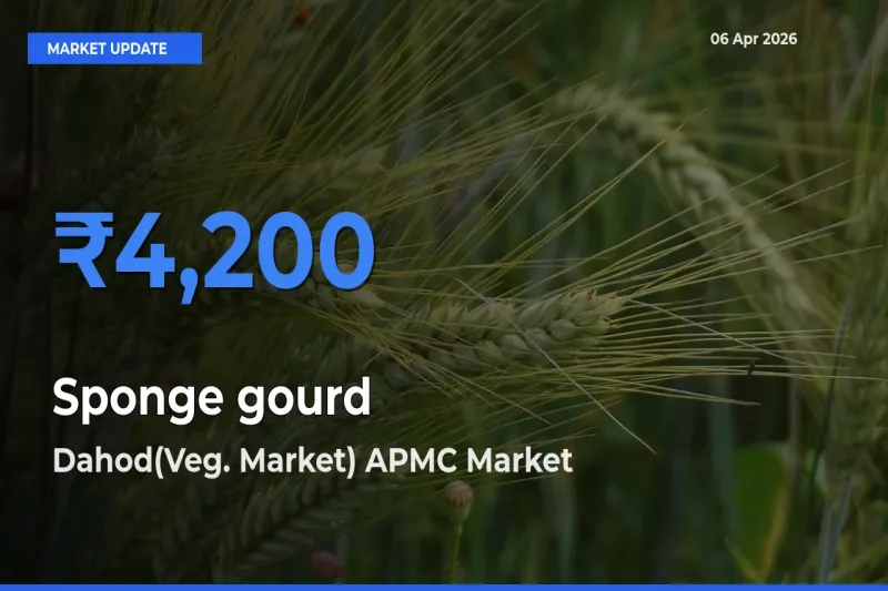 Sponge gourd Mandi Rate Today: Dahod(Veg. Market) APMC Tops the List