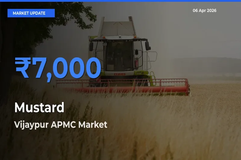 Top Performer! Vijaypur APMC Offers Best Mustard Price Today