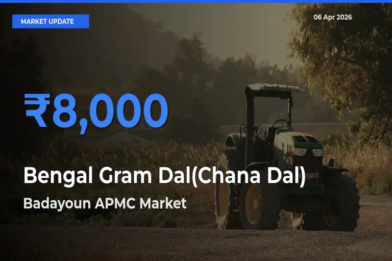 Top Performer! Badayoun APMC Offers Best Bengal Gram Dal(Chana Dal) Price Today