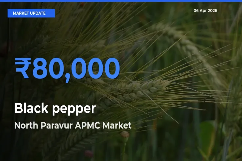 North Paravur APMC Emerges as Top Mandi for Black pepper Prices Today