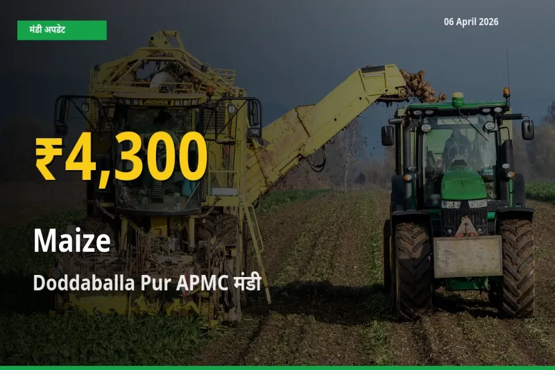 06 April अपडेट: Doddaballa Pur APMC में मक्का के दाम रिकॉर्ड स्तर पर
