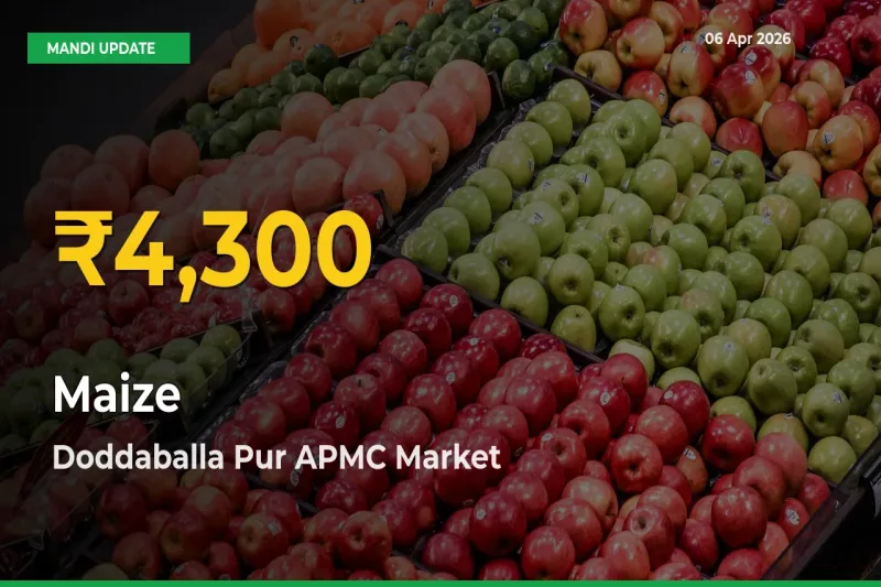 Maize Hits Fresh High in Doddaballa Pur APMC Today