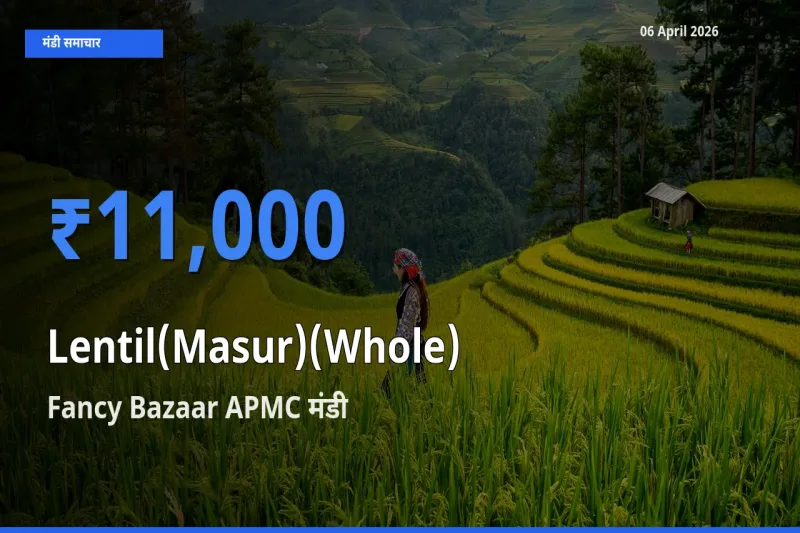 टॉप मंडी बना Fancy Bazaar APMC! मसूर दाल (साबुत) के सबसे ऊँचे दाम यहीं दर्ज