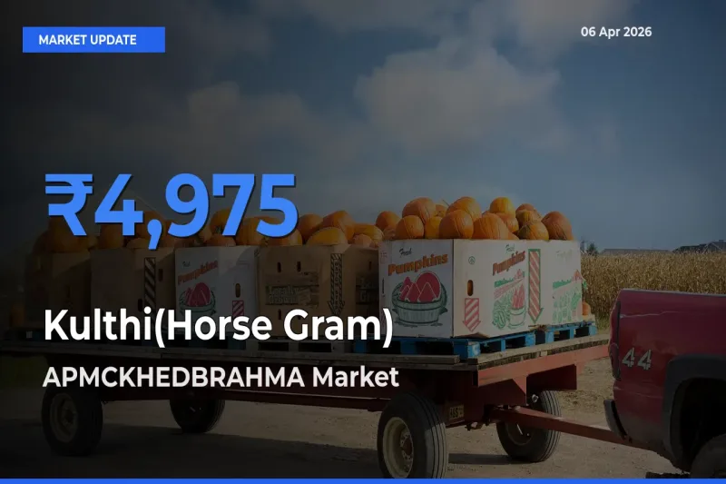 APMCKHEDBRAHMA Leads as Top Mandi for Kulthi(Horse Gram) Prices