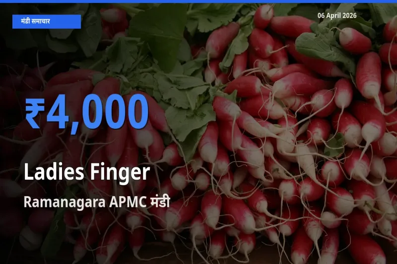टॉप मंडी बना Ramanagara APMC! भिंडी के सबसे ऊँचे दाम यहीं दर्ज