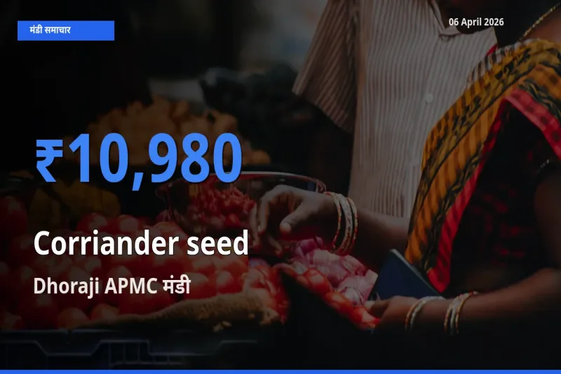 Dhoraji APMC मंडी में आज साबुत धनिया के सबसे ऊँचे दाम दर्ज