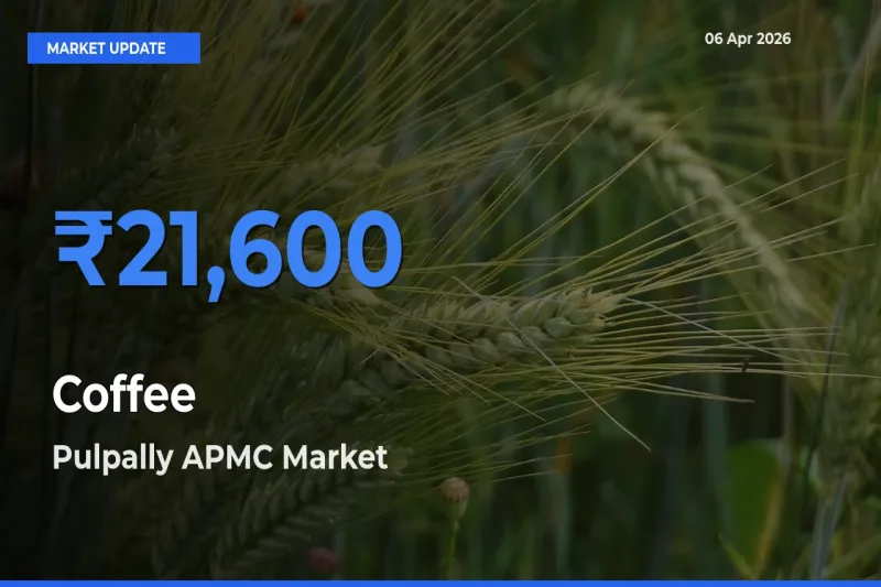 Pulpally APMC Tops Coffee Rates – April 06 Market Update
