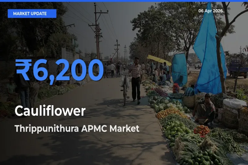 Thrippunithura APMC Leads as Top Mandi for Cauliflower Prices