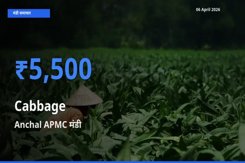 टॉप मंडी बना Anchal APMC! पत्ता गोभी के सबसे ऊँचे दाम यहीं दर्ज