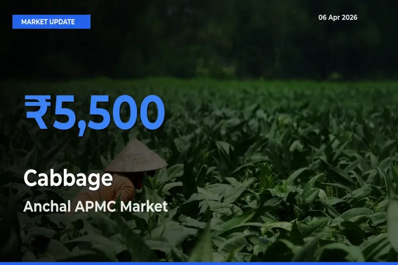 Anchal APMC Leads as Top Mandi for Cabbage Prices