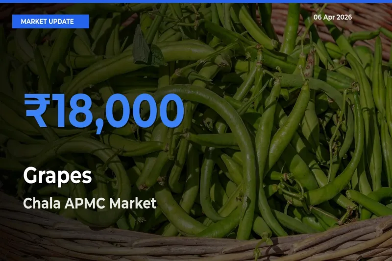 Grapes Mandi Rate Today: Chala APMC Tops the List