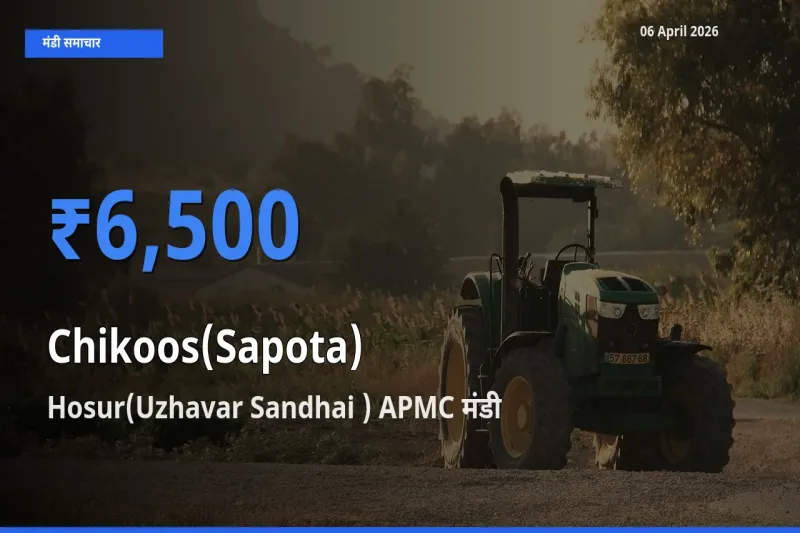 आज चीकू के सबसे ज़्यादा दाम Hosur(Uzhavar Sandhai ) APMC मंडी में दर्ज