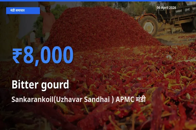 आज का मंडी भाव: करेला के सबसे ज़्यादा दाम Sankarankoil(Uzhavar Sandhai ) APMC में