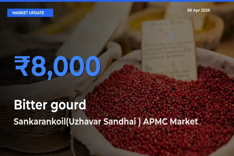 Farmers Prefer Sankarankoil(Uzhavar Sandhai ) APMC as Bitter gourd Hits Highest Rate
