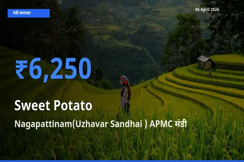 Nagapattinam(Uzhavar Sandhai ) APMC मंडी में शकरकंद ₹6,250 पर पहुँचा – आज का सर्वोच्च भाव