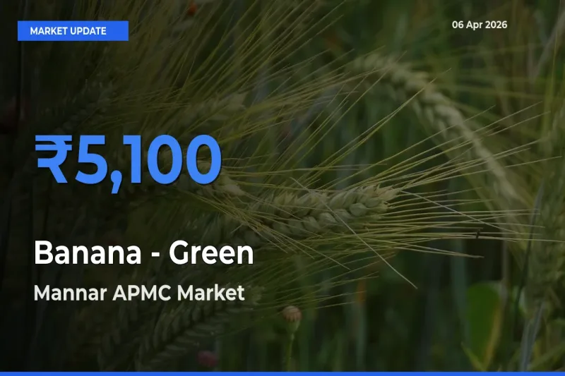 Farmers Prefer Mannar APMC as Banana - Green Hits Highest Rate