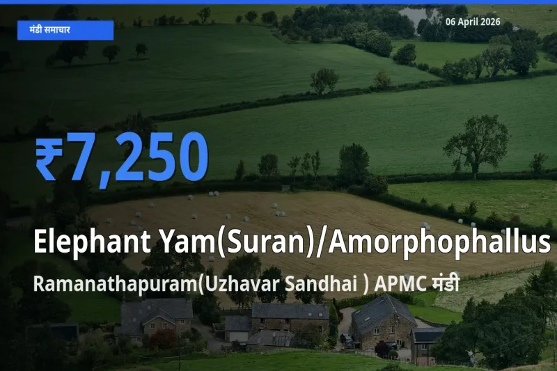 Ramanathapuram(Uzhavar Sandhai ) APMC में जिमीकंद (सूरन) का आज सबसे ऊँचा भाव