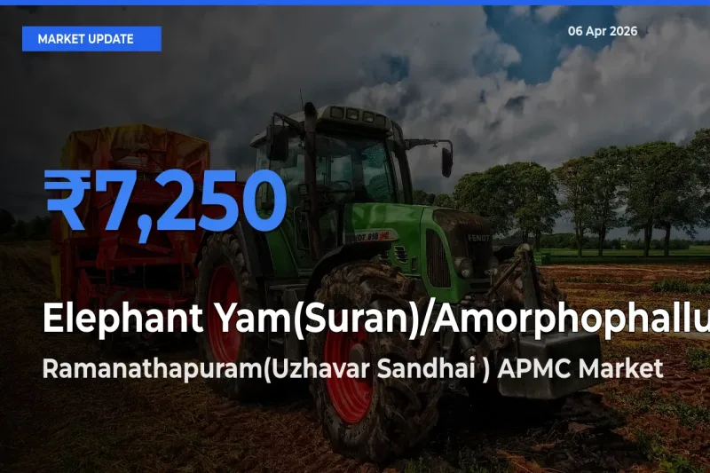 Top Performer! Ramanathapuram(Uzhavar Sandhai ) APMC Offers Best Elephant Yam(Suran)/Amorphophallus Price Today
