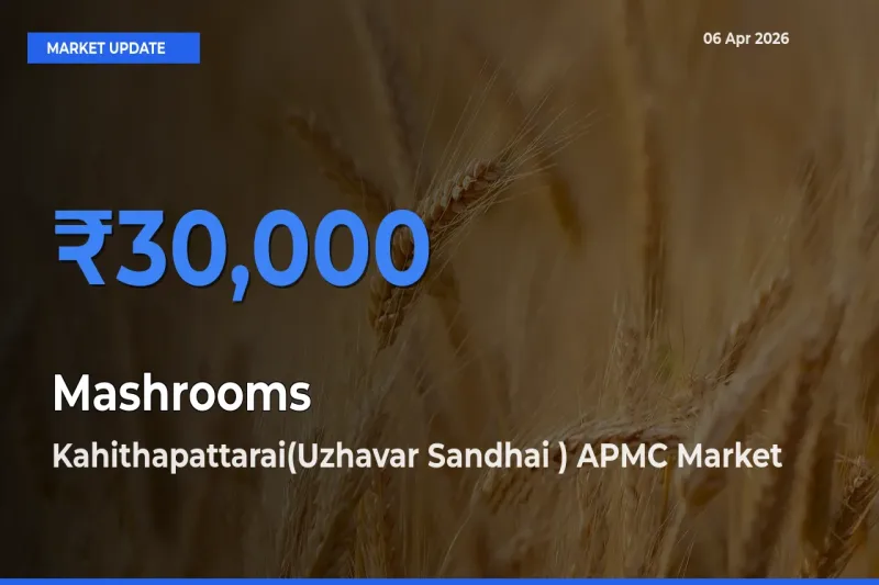 Kahithapattarai(Uzhavar Sandhai ) APMC Records Highest ₹30,000 Rate for Mashrooms