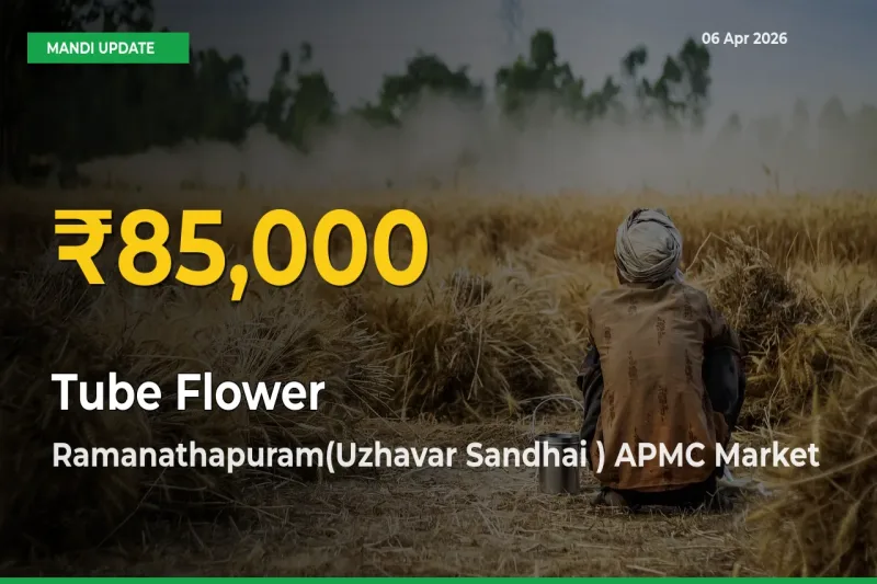 Tube Flower Prices Soar to Record High in Ramanathapuram(Uzhavar Sandhai ) APMC – Farmers Alert Today