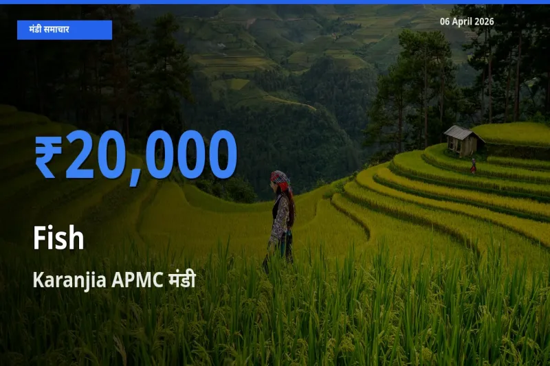 आज मछली के सबसे ऊँचे दाम ₹20,000 Karanjia APMC मंडी में