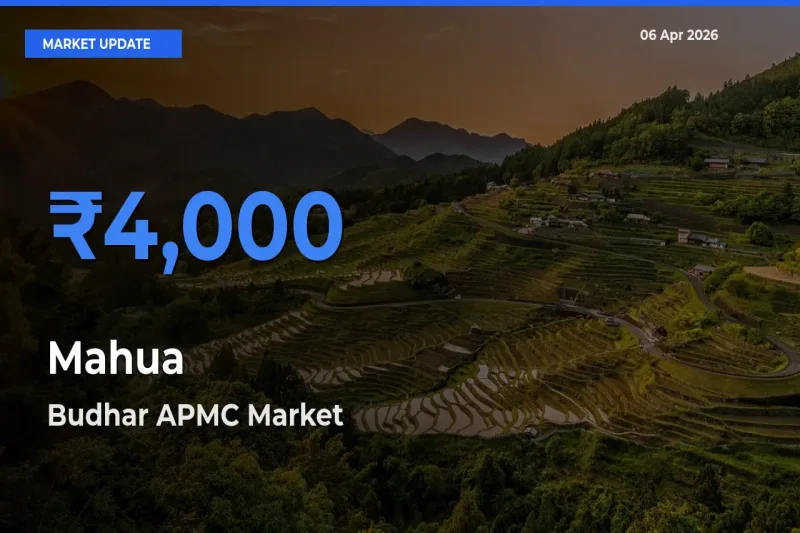 Budhar APMC Offers ₹4,000 – Highest Mahua Rate Today