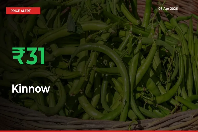 Kinnow Rises 30.51% at Mandis