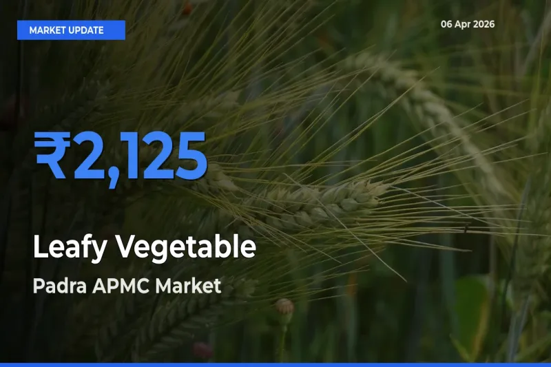 Top Performer! Padra APMC Offers Best Leafy Vegetable Price Today
