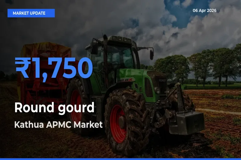 Round gourd Mandi Rate Today: Kathua APMC Tops the List