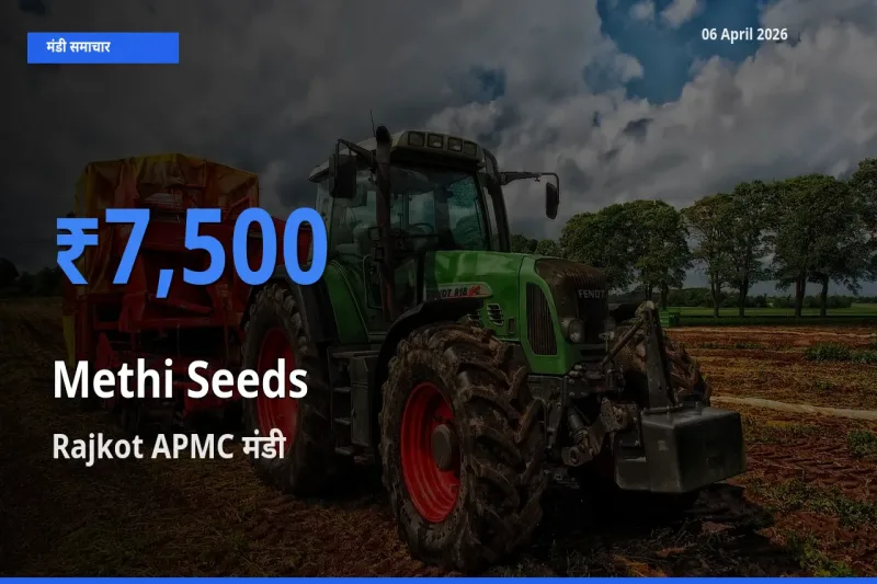 आज मेथी दाना के सबसे ज़्यादा दाम Rajkot APMC मंडी में दर्ज