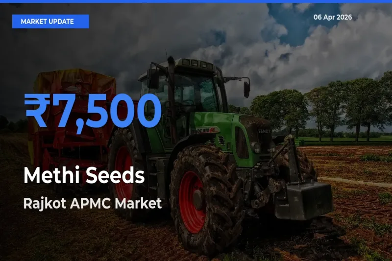 Methi Seeds Mandi Rate Today: Rajkot APMC Tops the List