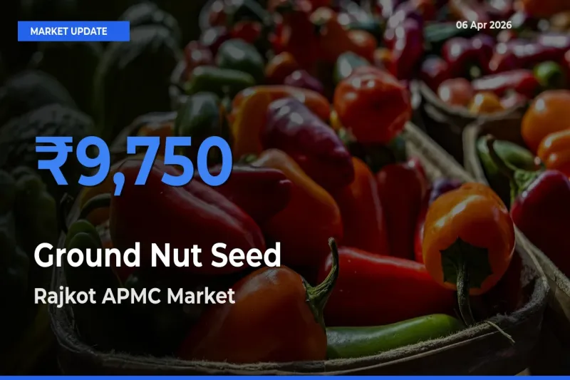 Rajkot APMC Emerges as Top Mandi for Ground Nut Seed Prices Today