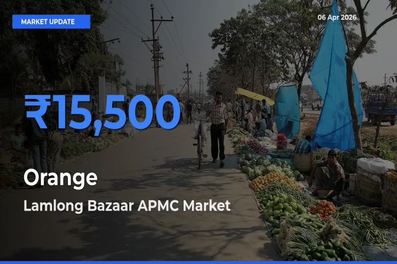 Lamlong Bazaar APMC Records Highest ₹15,500 Rate for Orange