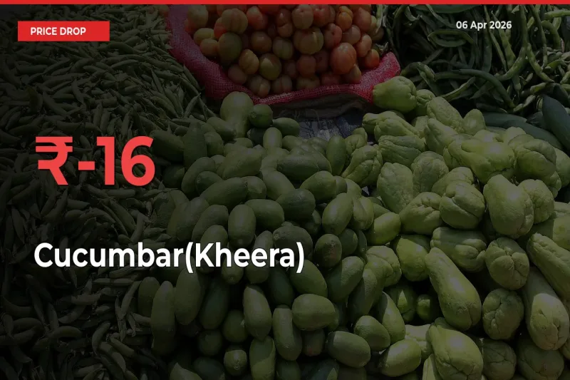 Sudden Shock! Cucumbar(Kheera) Drops 16.26% in 24 Hours at Top Mandis
