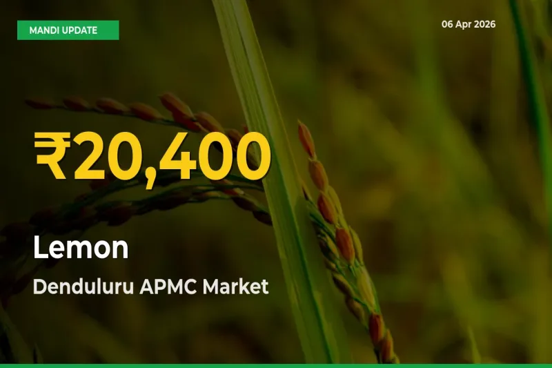 Big Jump in Lemon Prices! Denduluru APMC Records New Peak Today