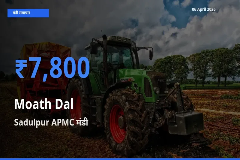 आज का मंडी भाव: मोठ दाल के सबसे ज़्यादा दाम Sadulpur APMC में