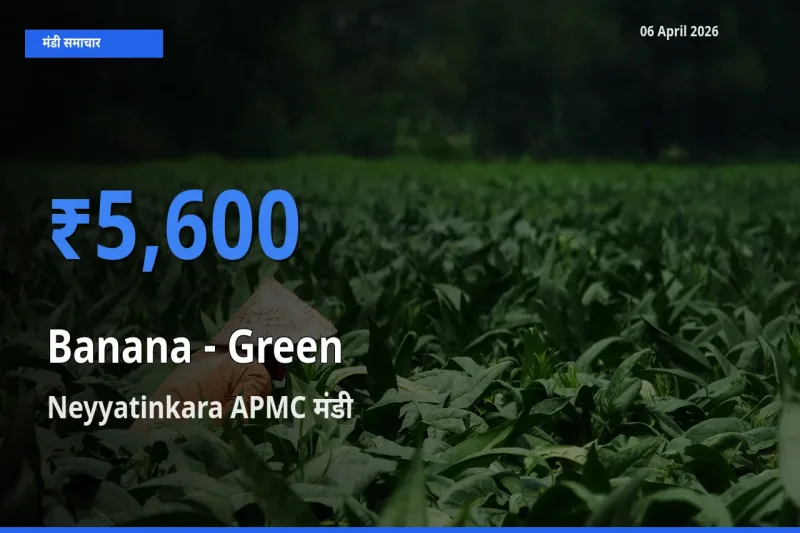 आज केला - हरा के सबसे ऊँचे दाम ₹5,600 Neyyatinkara APMC मंडी में