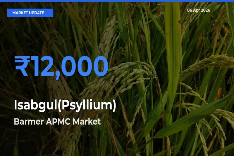 Isabgul(Psyllium) Mandi Rate Today: Barmer APMC Tops the List