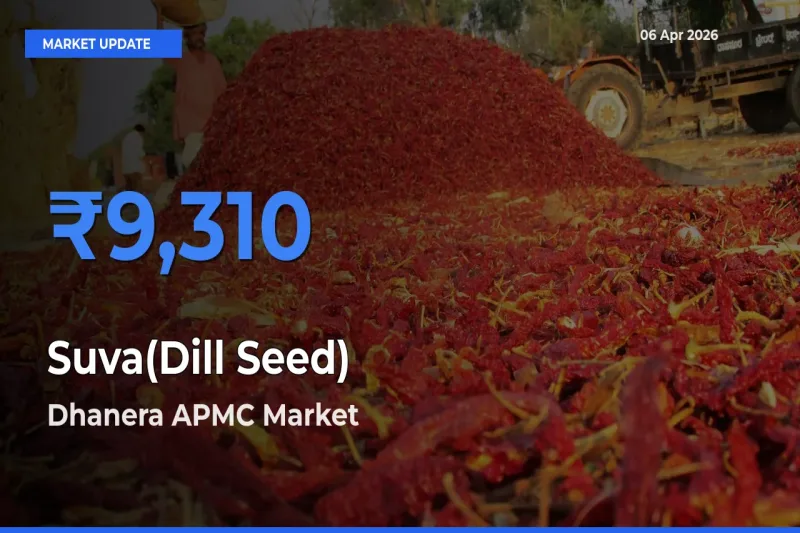 Dhanera APMC Offers ₹9,310 – Highest Suva(Dill Seed) Rate Today