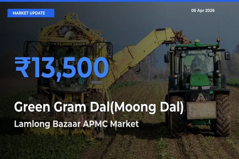 Top Performer! Lamlong Bazaar APMC Offers Best Green Gram Dal(Moong Dal) Price Today
