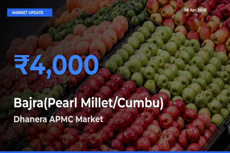 Dhanera APMC Leads as Top Mandi for Bajra(Pearl Millet/Cumbu) Prices