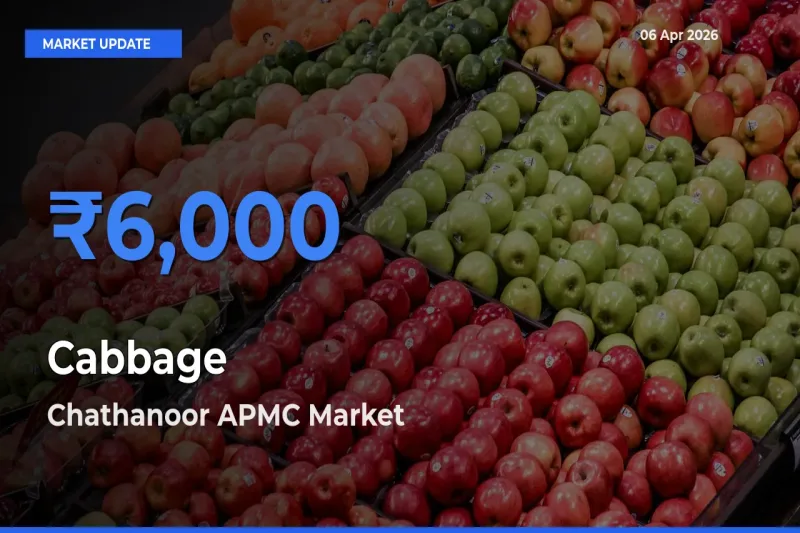 Chathanoor APMC Emerges as Top Mandi for Cabbage Prices Today