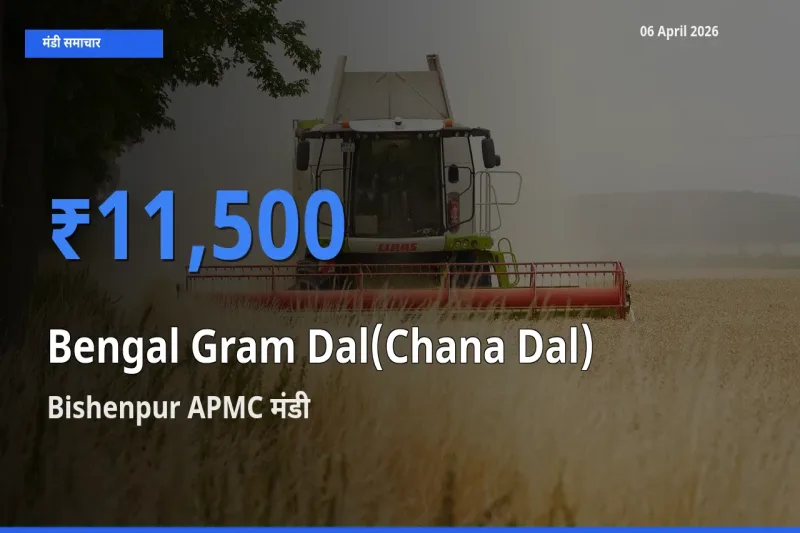 06 April अपडेट: चना दाल के सबसे ऊँचे दाम Bishenpur APMC मंडी में