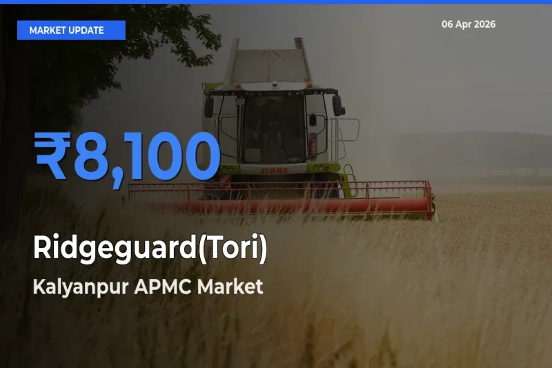 Market Watch: Kalyanpur APMC Becomes Top Mandi for Ridgeguard(Tori)