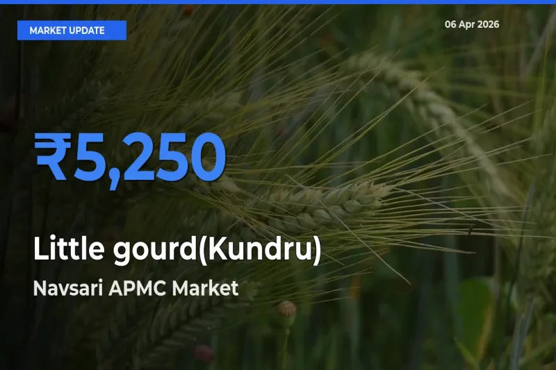 Farmers Prefer Navsari APMC as Little gourd(Kundru) Hits Highest Rate