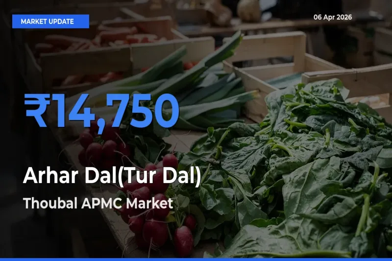 Thoubal APMC Tops Arhar Dal(Tur Dal) Rates – April 06 Market Update
