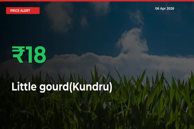 Big Rally! Little gourd(Kundru) Climbs 18.46% in 24 Hours at Top Mandis