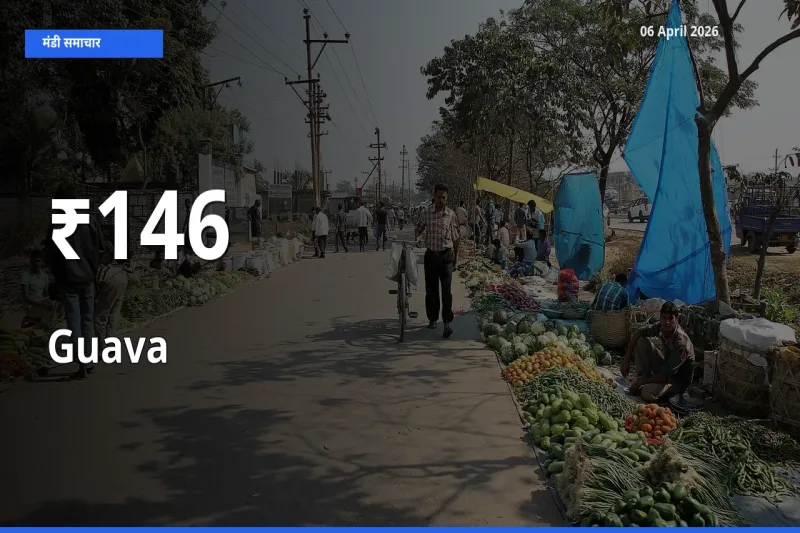 अमरूद के दाम कई मंडियों में एक जैसे बदले, बाज़ार में बड़ा ट्रेंड साफ
