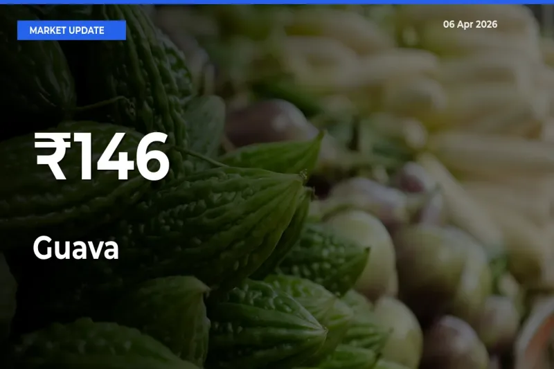 Multi-Mandi Trend Emerges as Guava Prices Shift Across Key Markets
