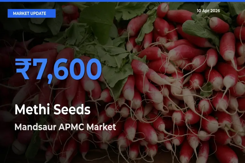 Mandsaur APMC Records Highest ₹7,600 Rate for Methi Seeds